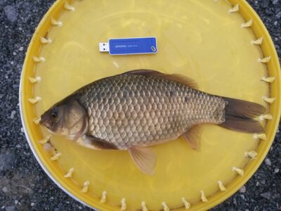 Prussian carp, 0.6 kg
