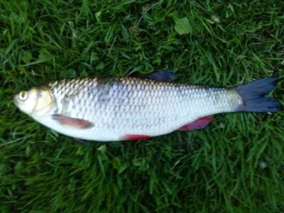 chub, 0.5 kg — Tauručių