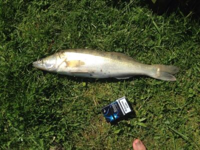 Pike perch, 1.5 kg