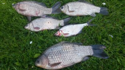 Prussian carp ×4