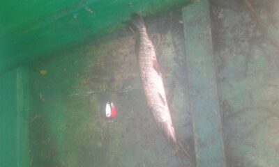 Northern Pike — Šventoji