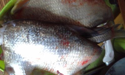 Carp bream ×22