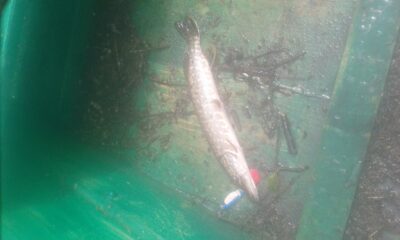 Northern Pike — Šventoji