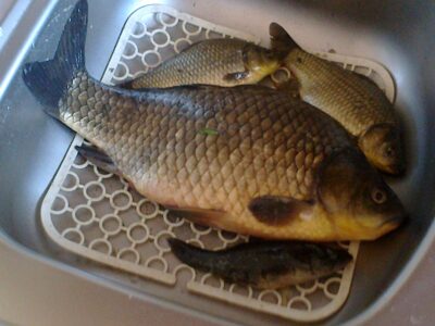 Sidabrinis karosas, 1.1 kg
