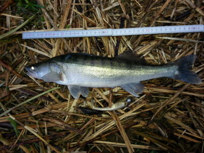 Pike perch — ATMATA