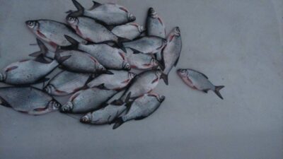 Silver Bream ×19 — Klaipėdos