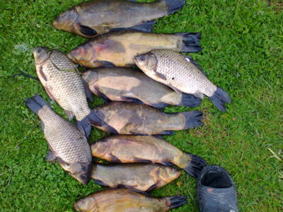 Tench ×10