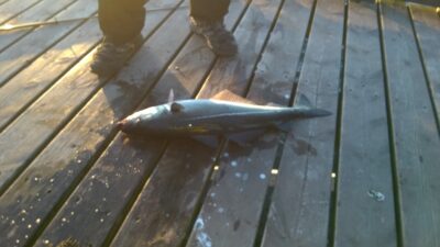 Pollock, 3.0 kg