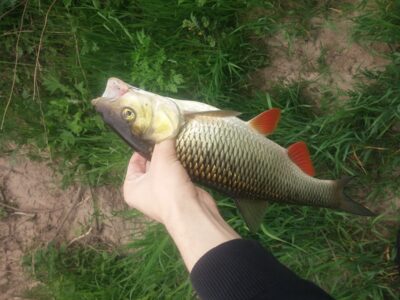 chub, 1.0 kg — Šešuvis
