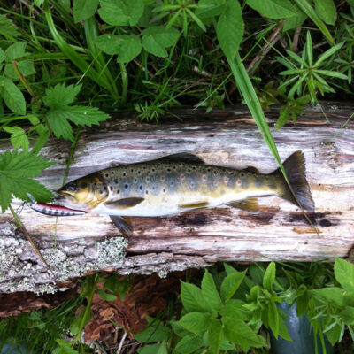Brown Trout
