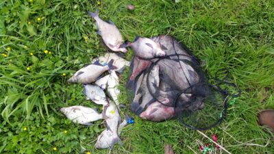Carp bream ×18 — Neman River
