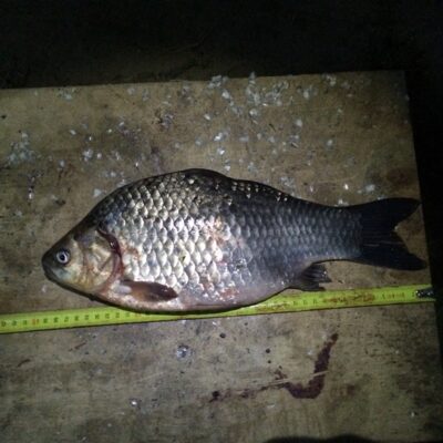 Crucian carp, 1.1 kg