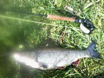 chub, 1.4 kg — Mūša