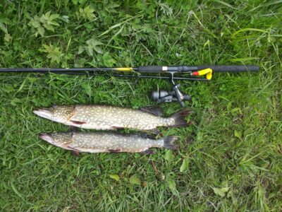 Northern Pike ×2 — Rubikių