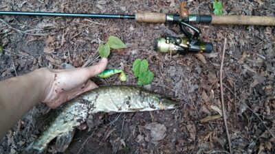 Northern Pike — Balsys