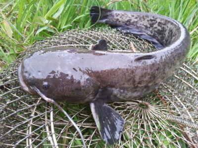 Wels catfish, 0.2 kg — Neman River