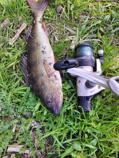 Eurasian perch — Sausas