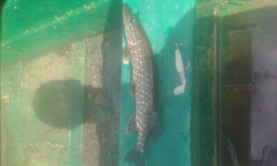 Northern Pike — Šventoji