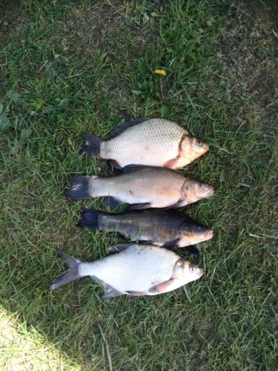 Crucian carp, 0.8 kg — Žaugėdų