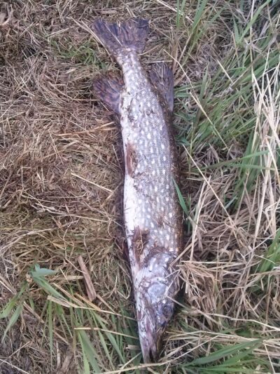 Northern Pike, 3.9 kg