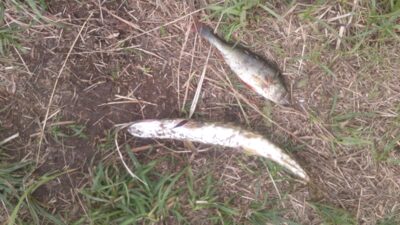 Northern Pike ×4