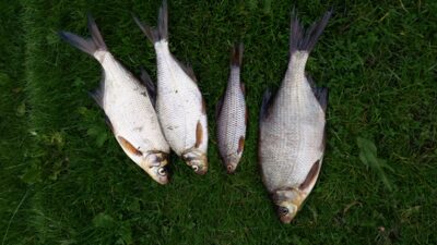 Carp bream ×3 — Karvys