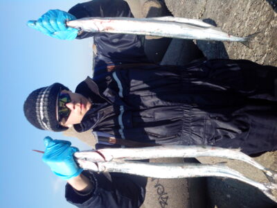 Garfish ×5 — Baltic Sea