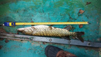 Northern Pike — Galvė