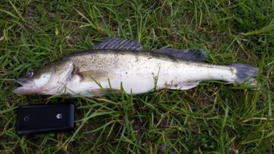 Pike perch, 1.7 kg — Dysnai