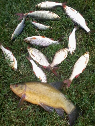 Tench — Vilnoja
