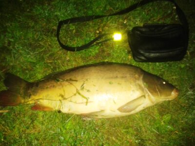 Carp, 5.5 kg