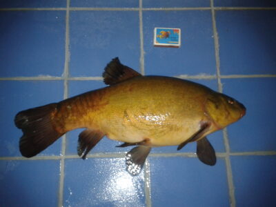 Tench, 2.0 kg — Tauručių