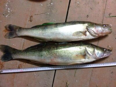 Pike perch ×2 — Bublių
