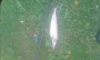 Northern Pike — Šventoji