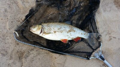 chub, 1.0 kg — Neman River