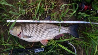 chub, 2.3 kg — Nevėžis