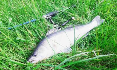 Pike perch, 1.0 kg — Aukštumala