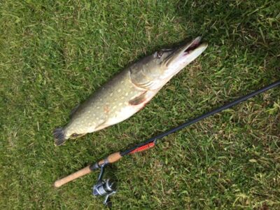 Northern Pike, 4.3 kg