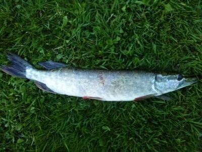 Northern Pike, 1.0 kg — Tauručių