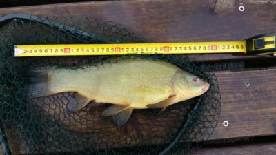 Tench, 0.9 kg
