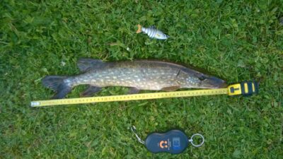 Northern Pike, 0.8 kg — Utenaitė