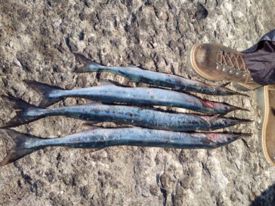 Garfish ×5