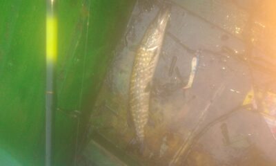 Northern Pike — Šventoji
