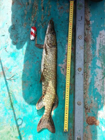 Northern Pike — Galvė