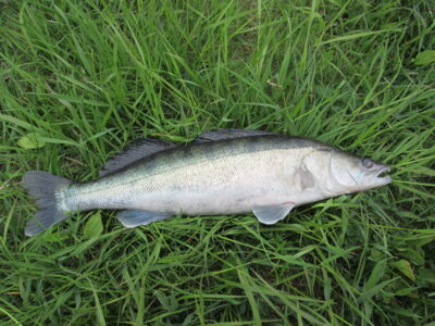 Pike perch, 1.6 kg — Neman River