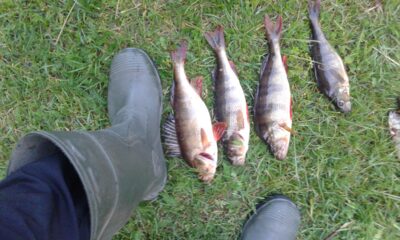 Eurasian perch ×4