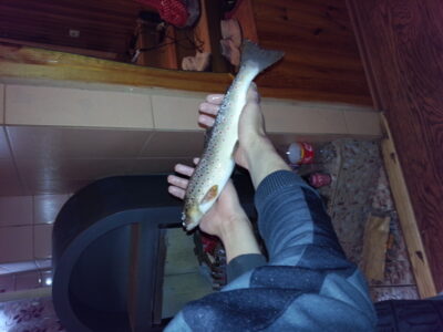 Brown Trout