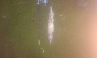 Northern Pike — Šventoji