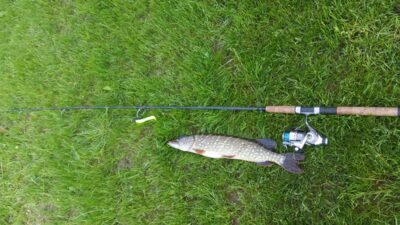 Northern Pike, 1.2 kg