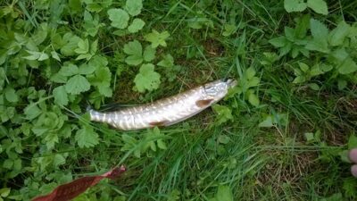 Northern Pike — Žeimena